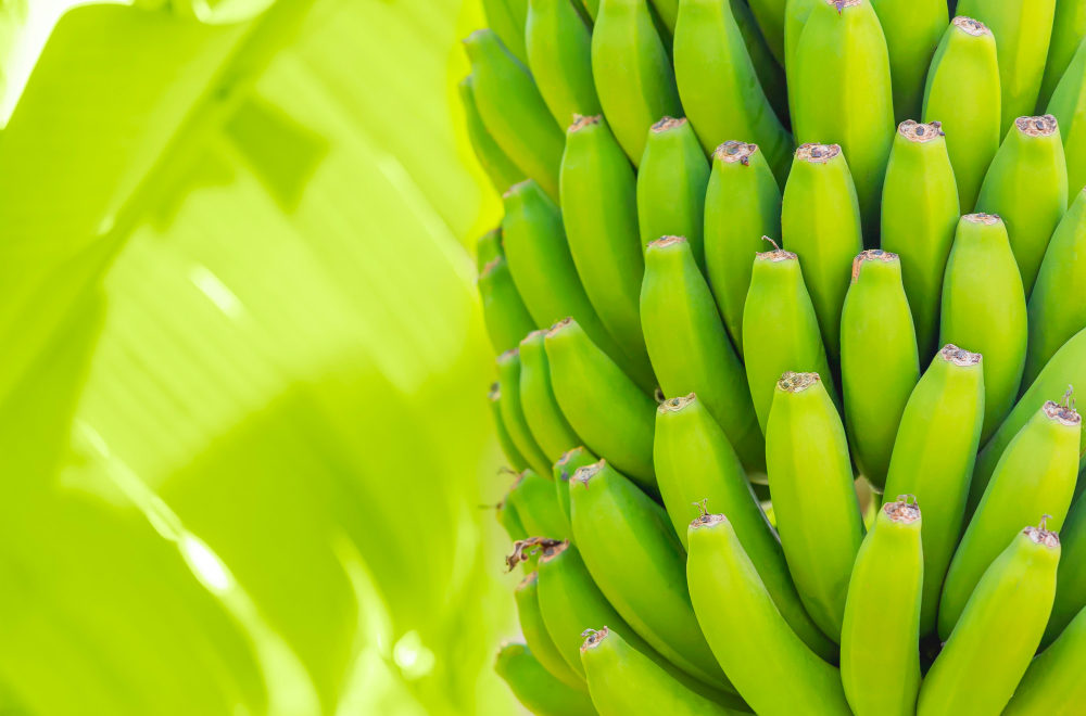 Custo de produção da banana prata na Bahia em 2021