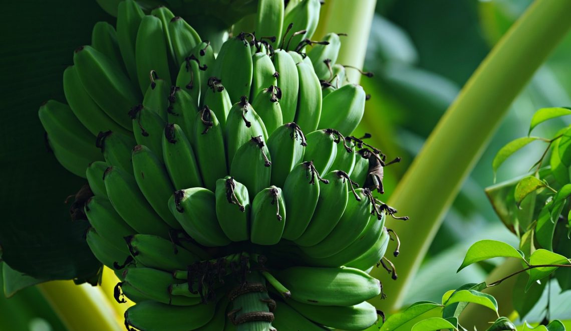 Custo de produção da banana prata em Minas Gerais para o ano de 2021