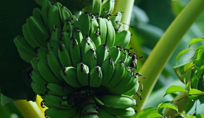 Custo de produção da banana prata em Minas Gerais para o ano de 2021