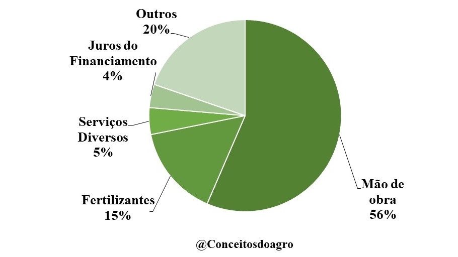 Custo de produção da banana prata em Minas Gerais para o ano de 2021