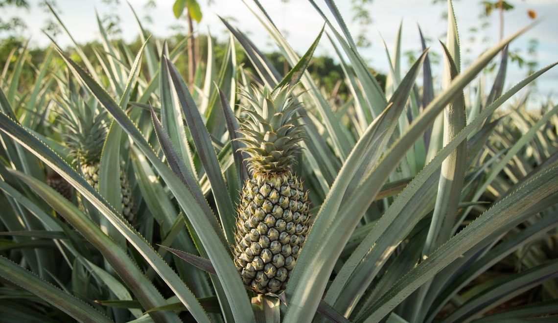 Custo de produção do abacaxi em Alagoas no ano de 2021