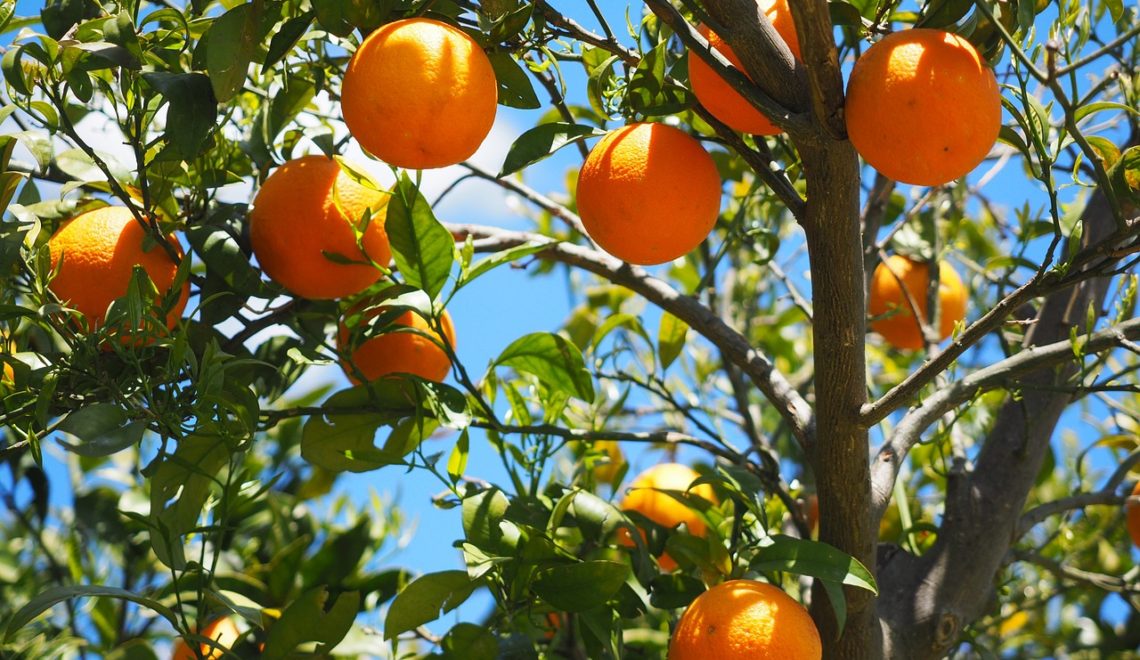 Custo de produção da laranja na Bahia em 2021