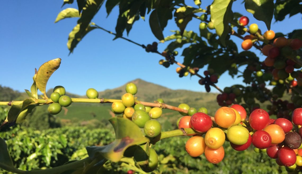 Custo de produção do café conilon na Bahia para o ano de 2021