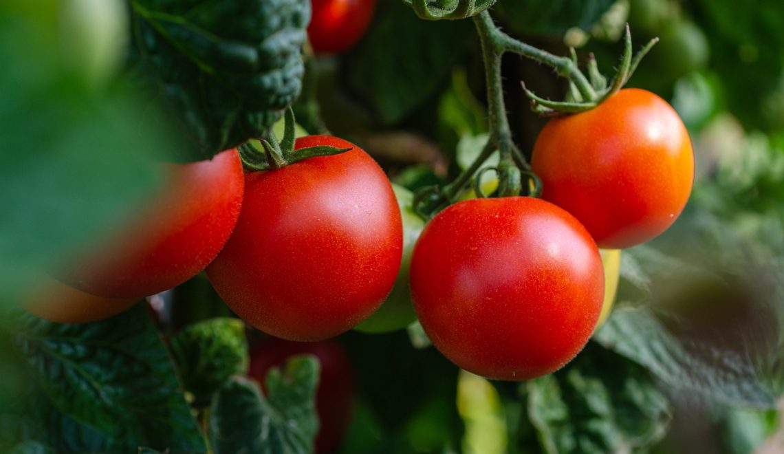 Custo de produção do tomate em Minas Gerais para o ano de 2021