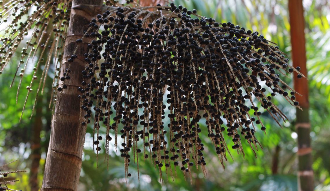 Custo de produção do açaí no Amazonas em 2021