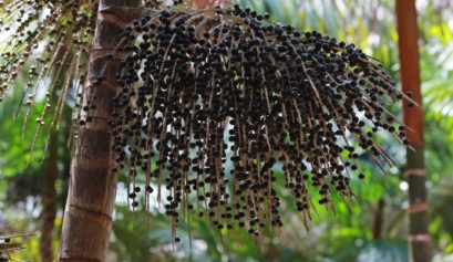 Custo de produção do açaí no Amazonas em 2021