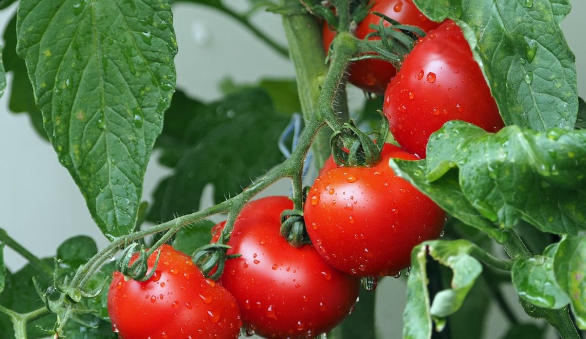 Custo de produção do tomate no Rio de Janeiro em 2021