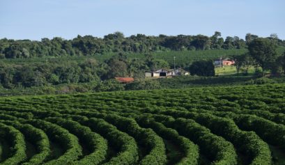 Custo de produção do café conilon em Rondônia no ano de 2021