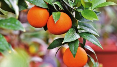 Custo de produção da laranja no Rio Grande do Sul em 2021.