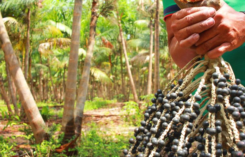 Custo de produção do açaí no Pará para o ano de 2021