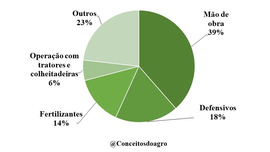 Custo de produção da cebola em Santa Catarina em 2021