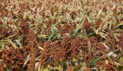 Custo de produção do sorgo em Minas Gerais para o ano de 2021