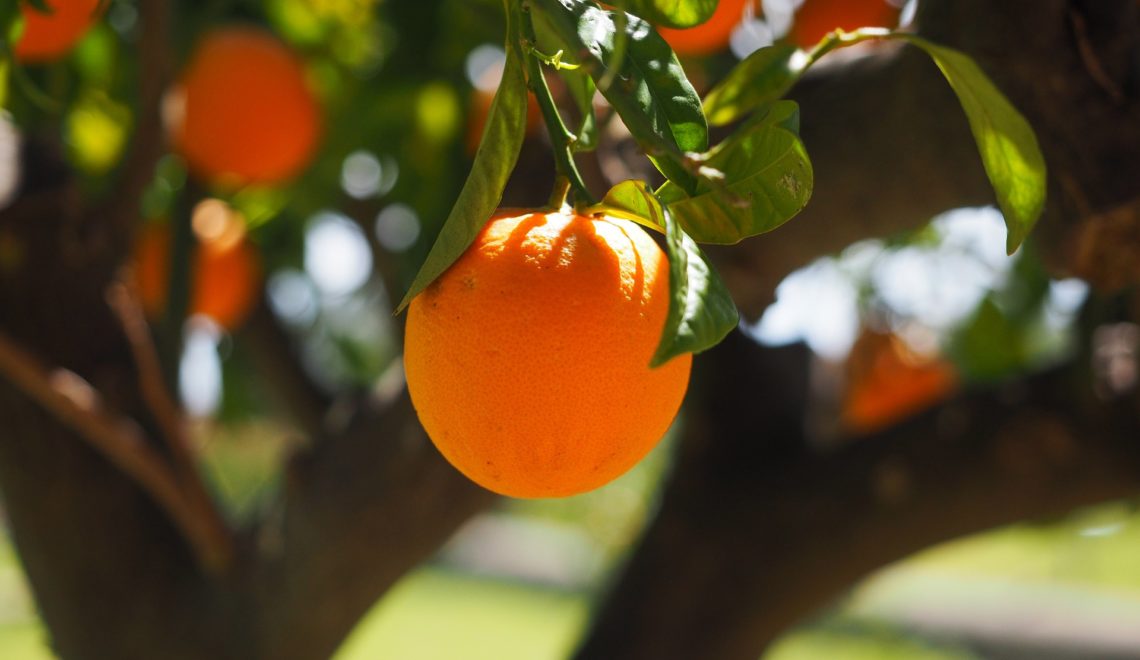 Custo de produção da laranja em Minas Gerais para o ano de 2021