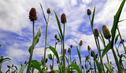 Custo de produção do sorgo em Goiás para o ano de 2021