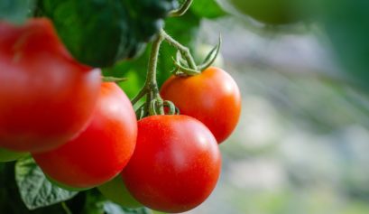 Custo de produção do tomate em Santa Catarina no ano de 2021