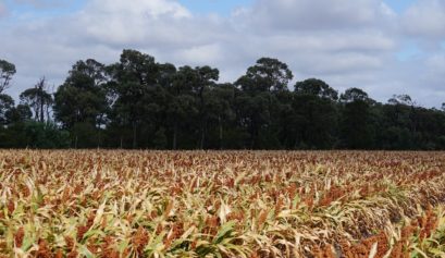 Custo de produção do sorgo em Tocantins para o ano de 2021.