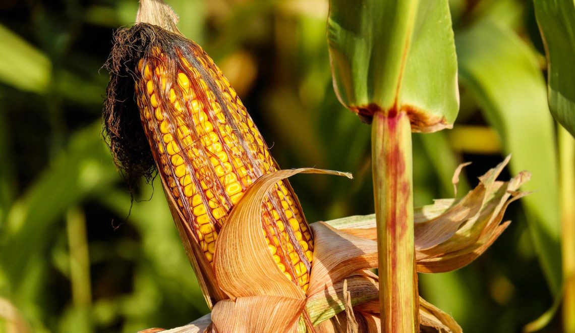 Custo de produção do milho em Mato Grosso na segunda safra de 2022