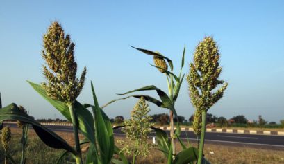 Custo de produção do sorgo em Goiás no ano de 2022.