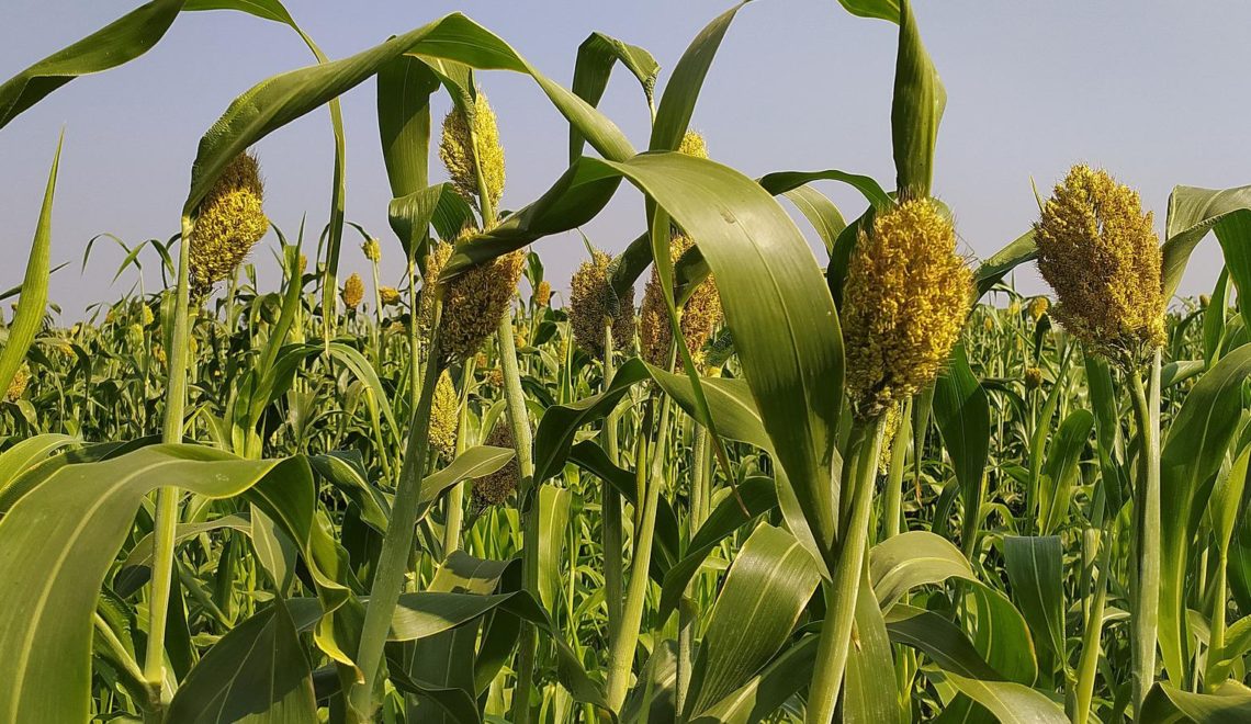 Custo de produção do sorgo em Minas Gerais para a segunda safra de 2022.