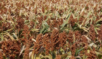 Custo de produção do sorgo em Tocantins na segunda safra do ano de 2022.