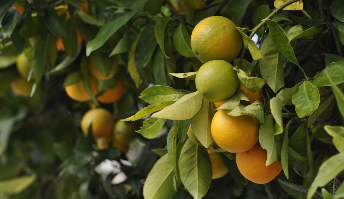 Custo de produção da laranja na Bahia no ano de 2022.