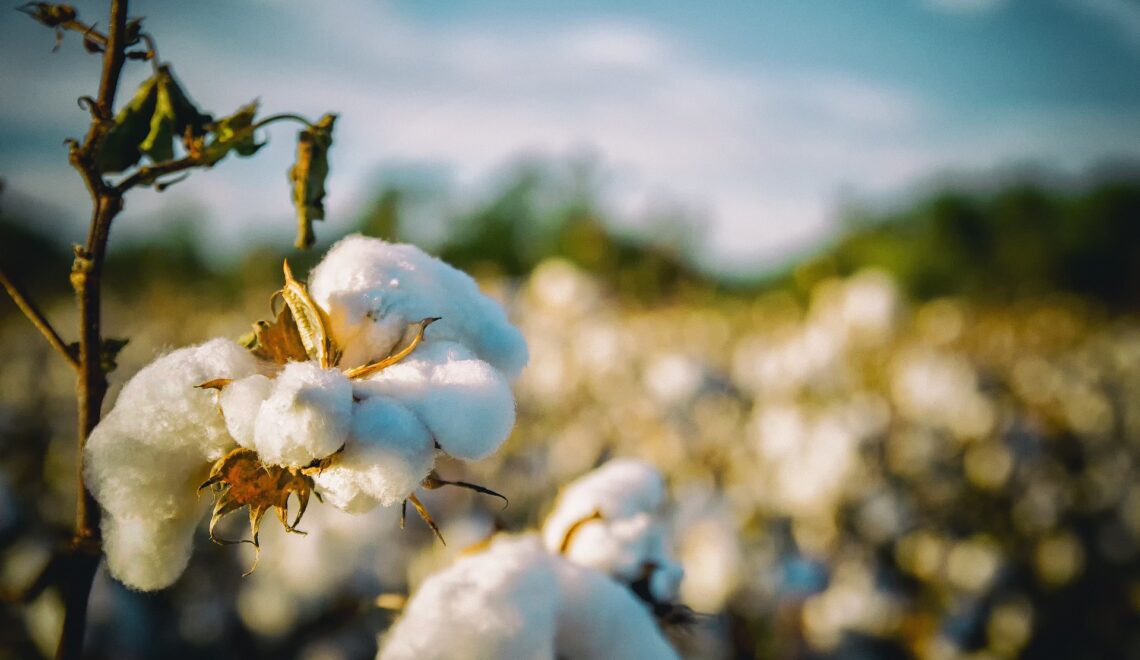 Custo de produção do algodão em Mato Grosso do Sul na safra de 2022/23.