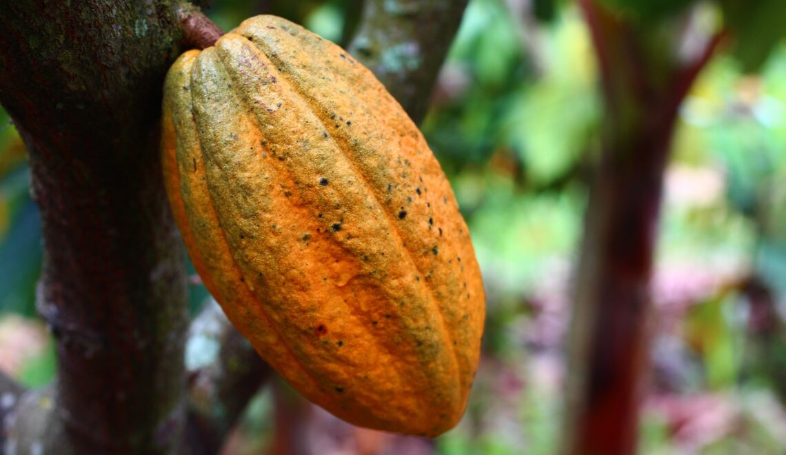 Custo de produção do cacau no Pará no ano de 2022.