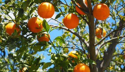 Custo de produção da laranja em São Paulo para o ano de 2022.