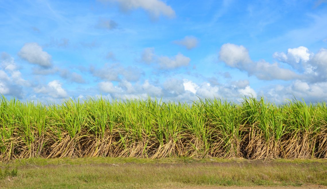 Custo de produção da cana-de-açúcar em Pernambuco no ano safra de 2022/23.