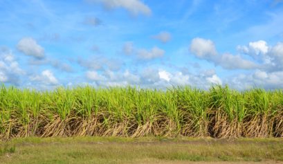 Custo de produção da cana-de-açúcar em Pernambuco no ano safra de 2022/23.