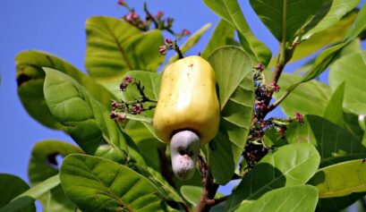 Custo de produção da castanha de caju no Ceará no ano de 2022.