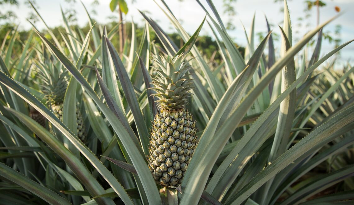 Custo de produção do abacaxi no Pará para o ano de 2022.