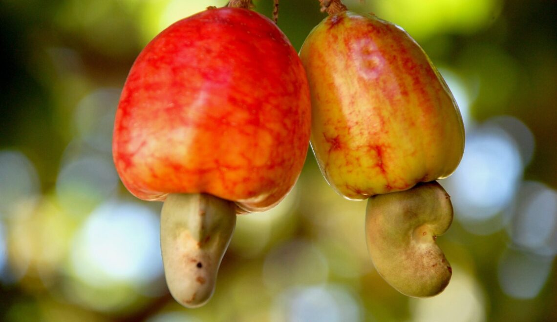 Custo agropecuário da castanha de caju no Piauí no ano de 2022.