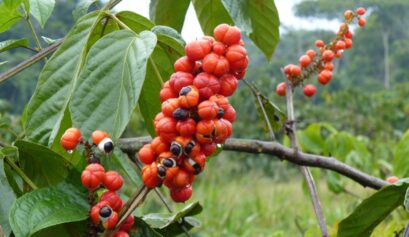 Custo de produção do guaraná na Bahia em 2022.