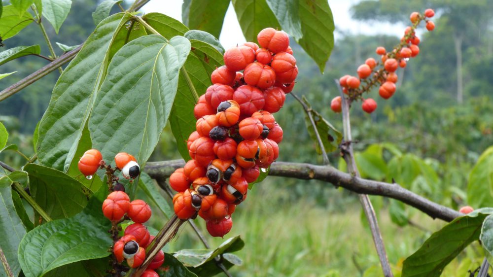 Custo de produção do guaraná na Bahia em 2022.