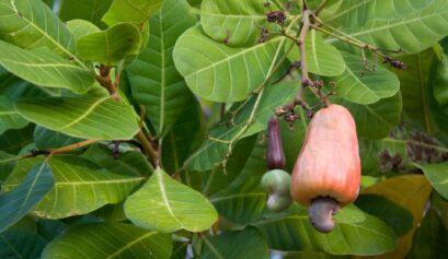 Custo agrícola da castanha de caju no Rio Grande do Norte no ano de 2022.