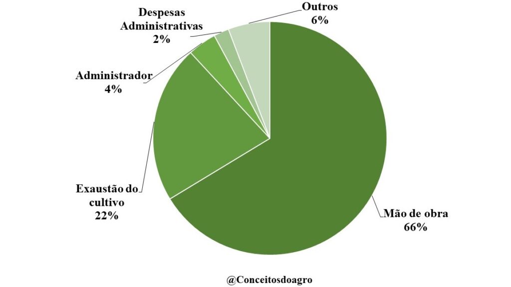 Custo agrícola do guaraná no Amazonas no ano de 2022!