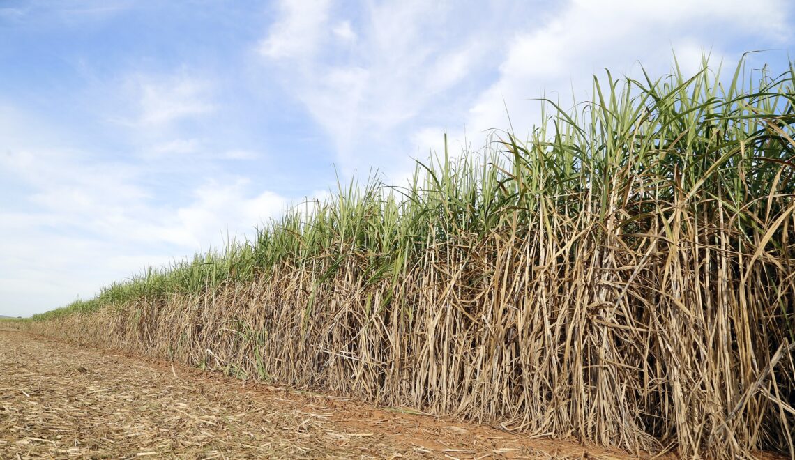 Produção agrícola da cana-de-açúcar nas unidades federativas brasileiras na safra 2021/22