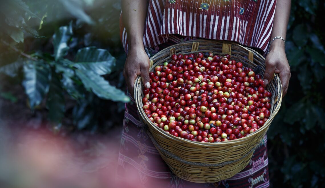 Produção agrícola de café arábica em 2021