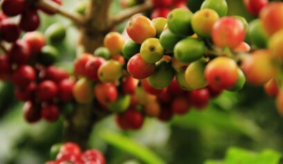 Produção agrícola de café conilon em 2021